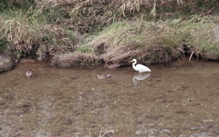 鴨と白鷺