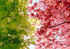 緑と朱　～赤が入る三枚の写真　　　　　　　　　　　　