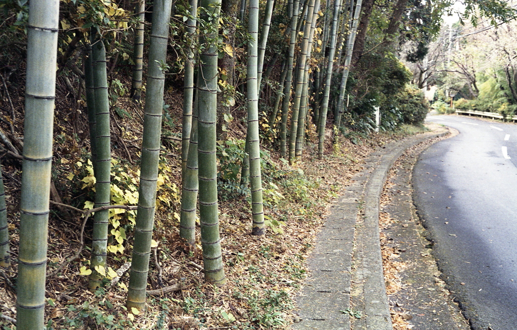 さて、朝散歩だ！