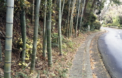 さて、朝散歩だ！