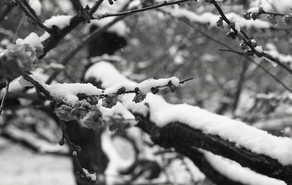雪中梅