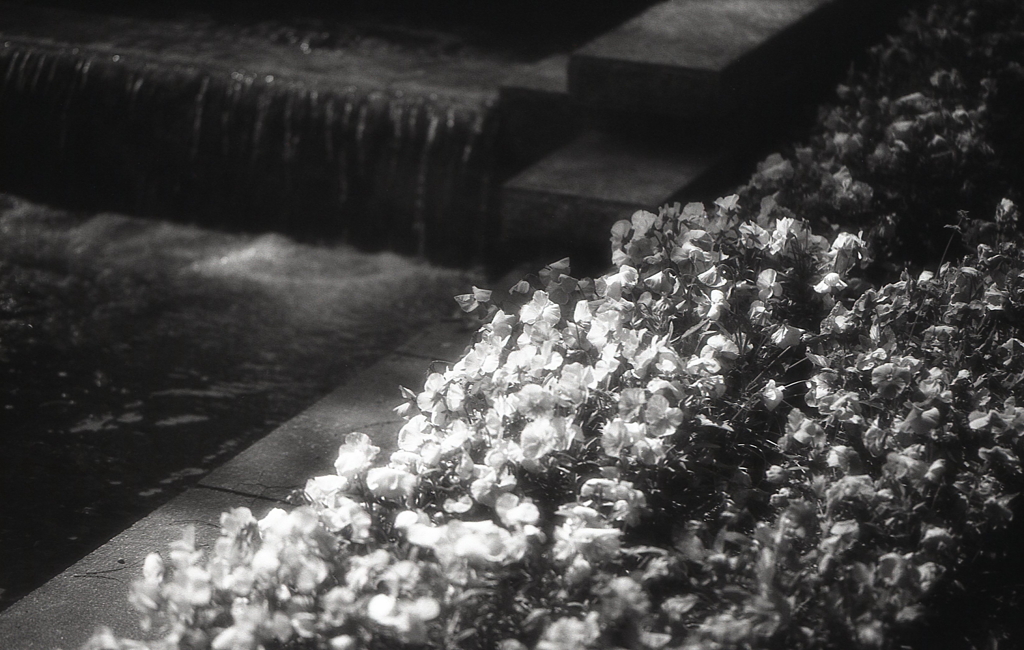 カナールの花　～モノクロフィルムPSフィルター試写