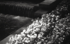 カナールの花　～モノクロフィルムPSフィルター試写