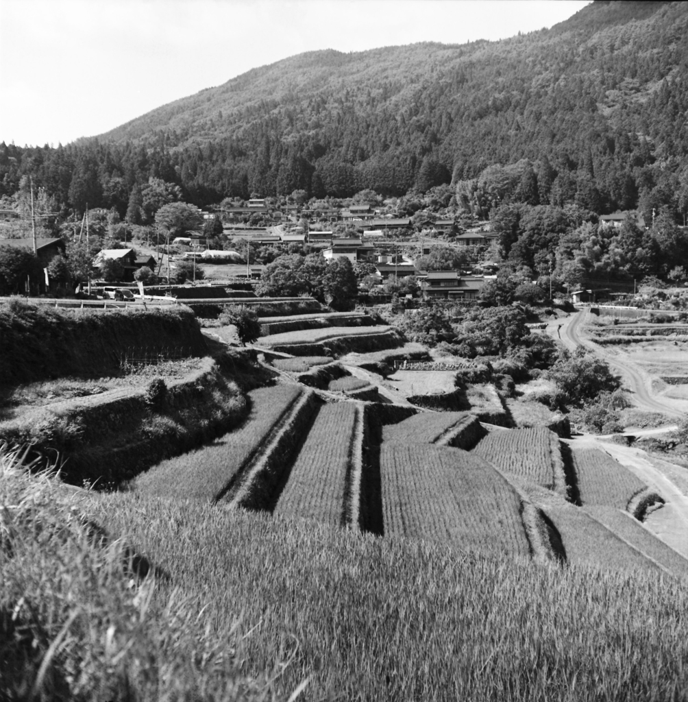 棚田の風景