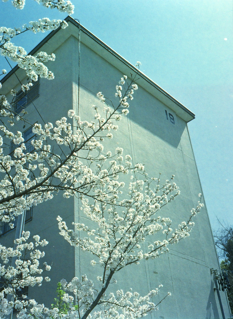 PEN EEで王子の桜Ⅷ
