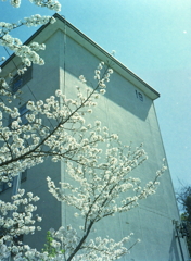 PEN EEで王子の桜Ⅷ