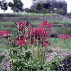 赤い曼殊沙華