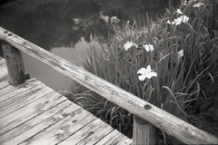 木橋の傍らには…