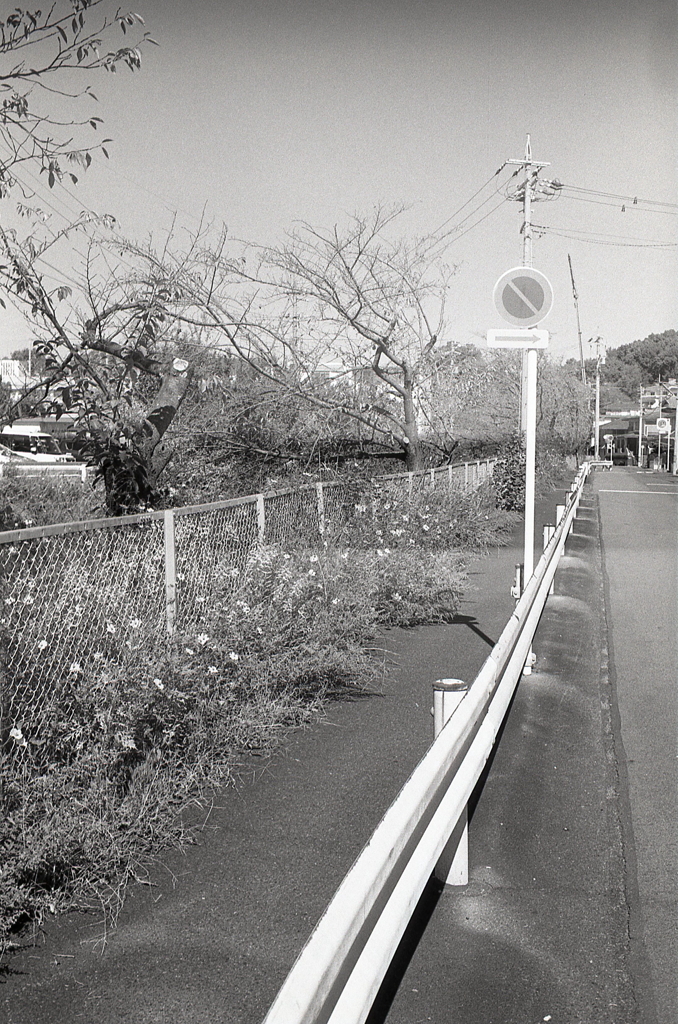 フェンス沿いの何気ない風景　～縦写で攻めろ！（笑
