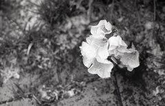 雨にうたれた月見草