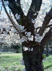 王子の桜　by PEN EE