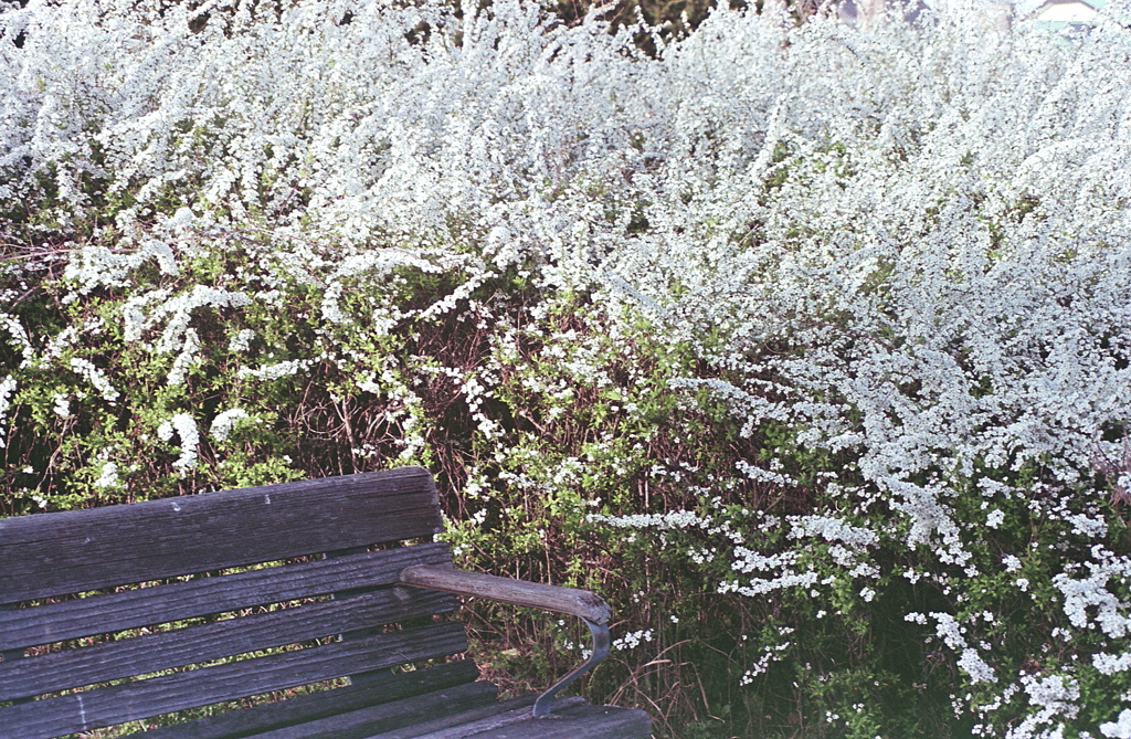 白いユキヤナギに囲まれて