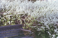 白いユキヤナギに囲まれて