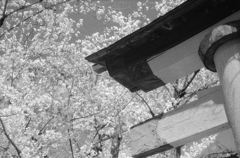 鳥居にモノクロームな桜かな