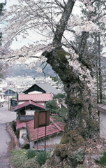 諏訪の町を見下ろす老木の桜