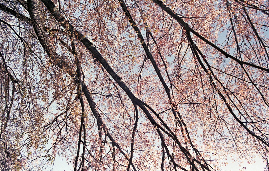 散り際の桜の下で