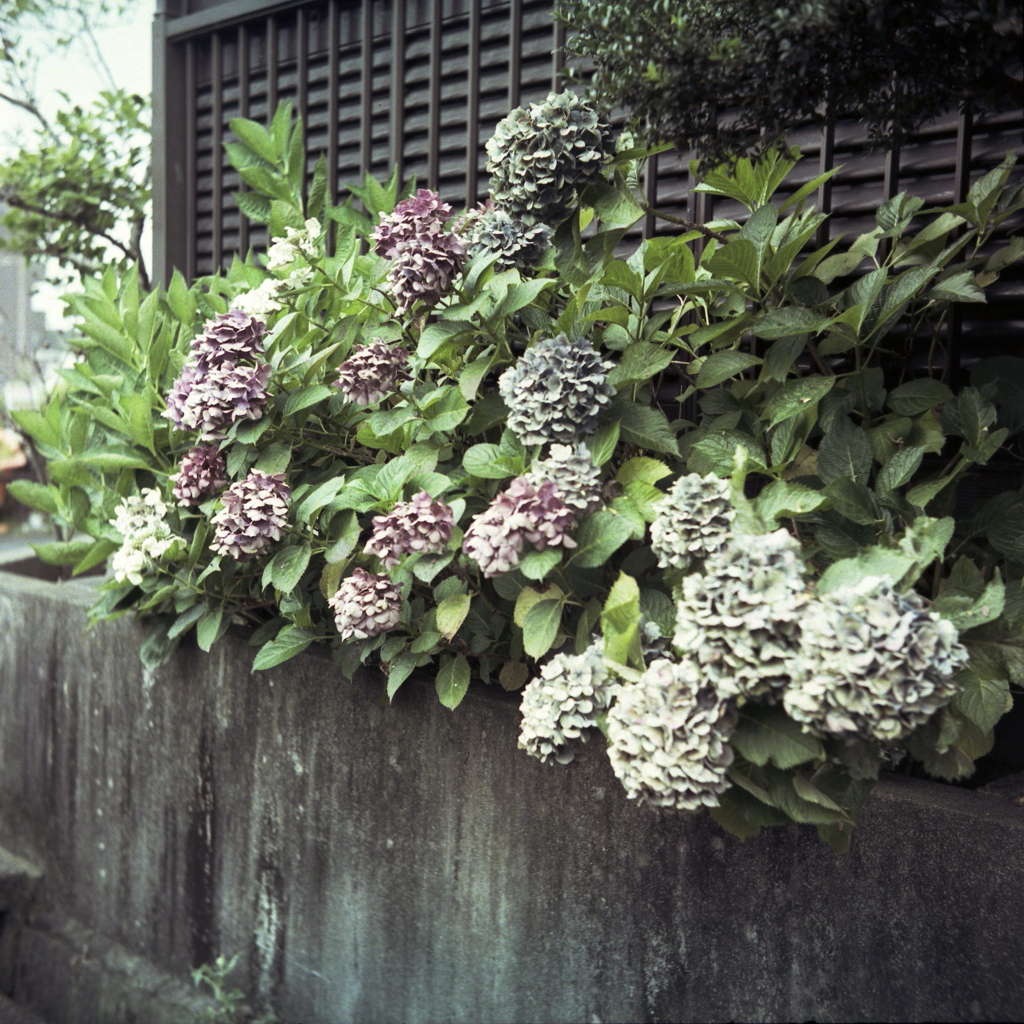 七月の紫陽花