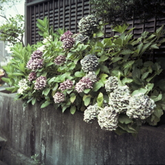 七月の紫陽花