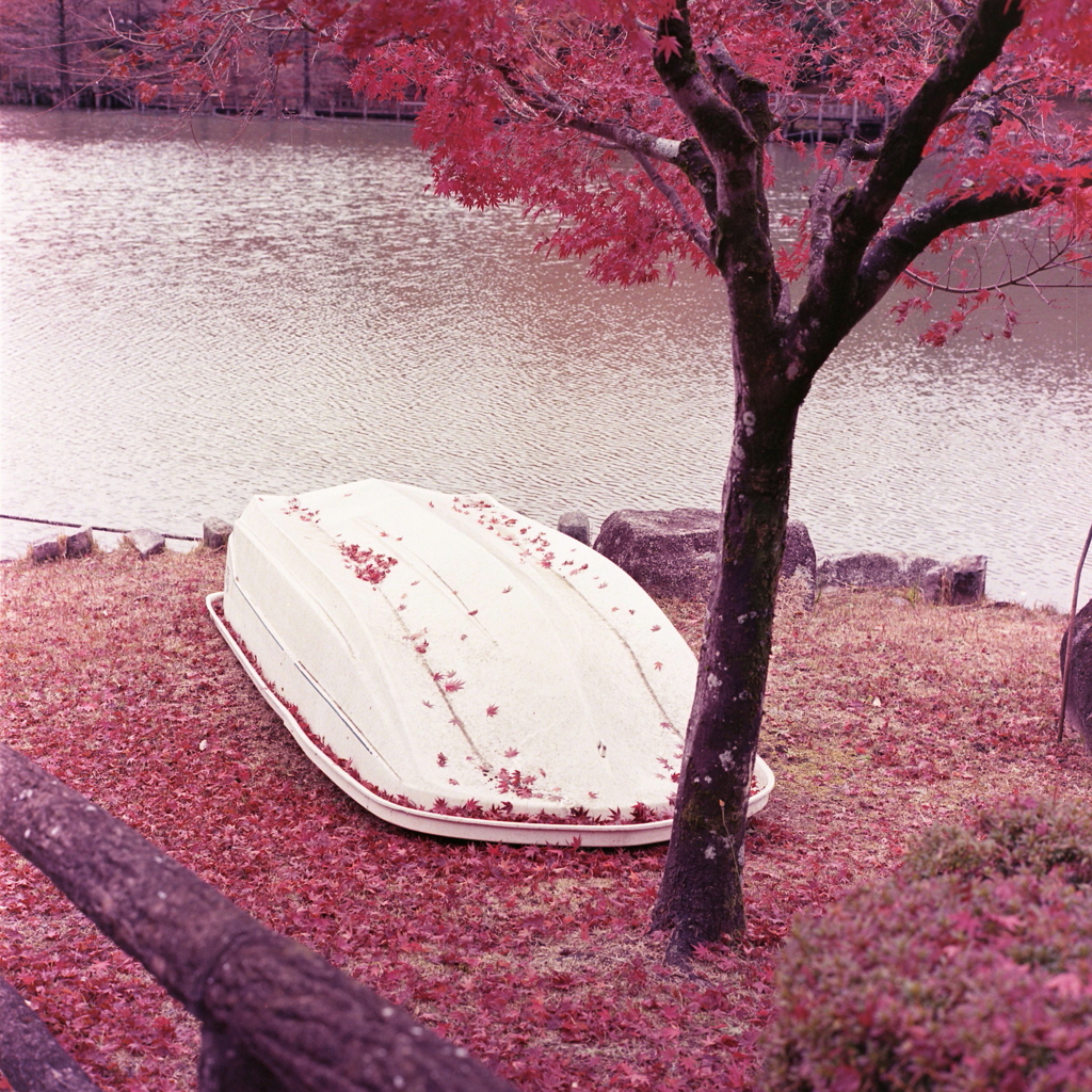 丘ボートに紅葉の葉が…