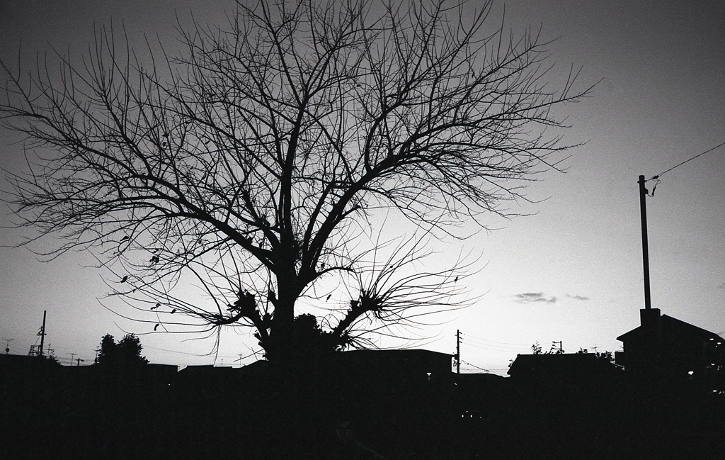 黄昏時のワンショット