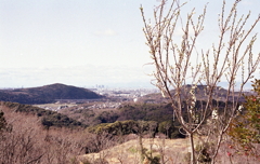 梅の花かな？三月なのに…