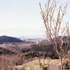 梅の花かな？三月なのに…