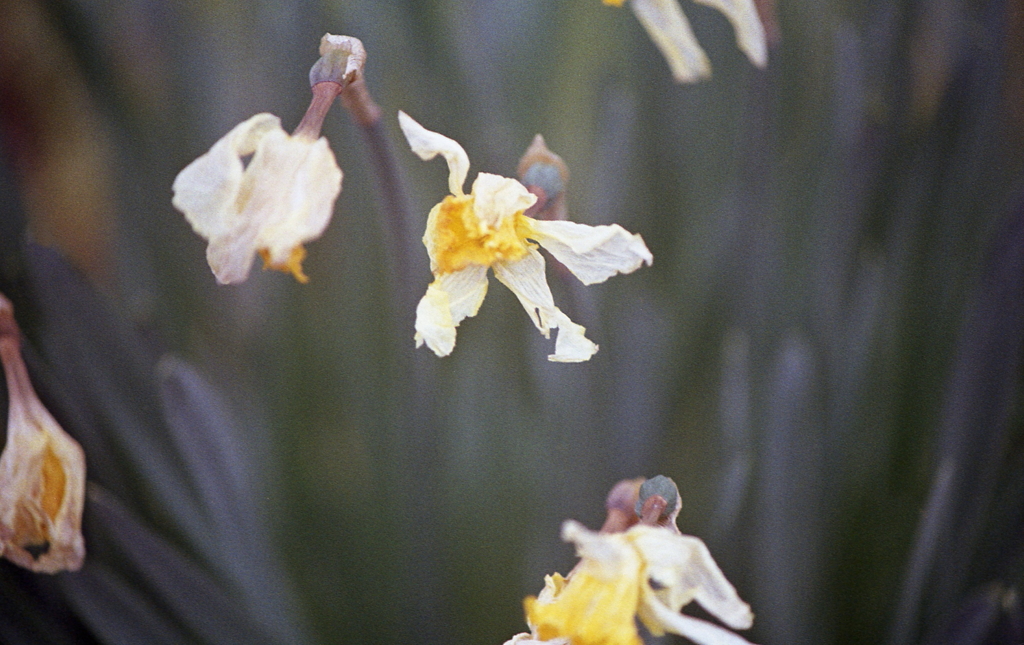 枯れゆく水仙の花
