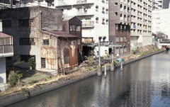 サビトタンのある風景　～新堀川風景
