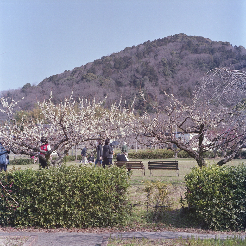 マスク姿に春を感じ心躍らす