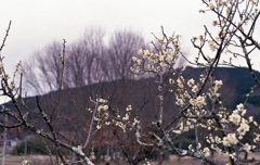 里山の白梅