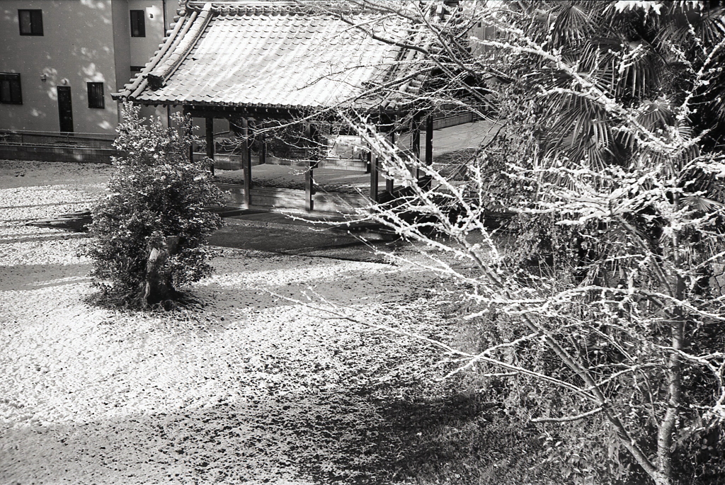 神社も白く雪化粧