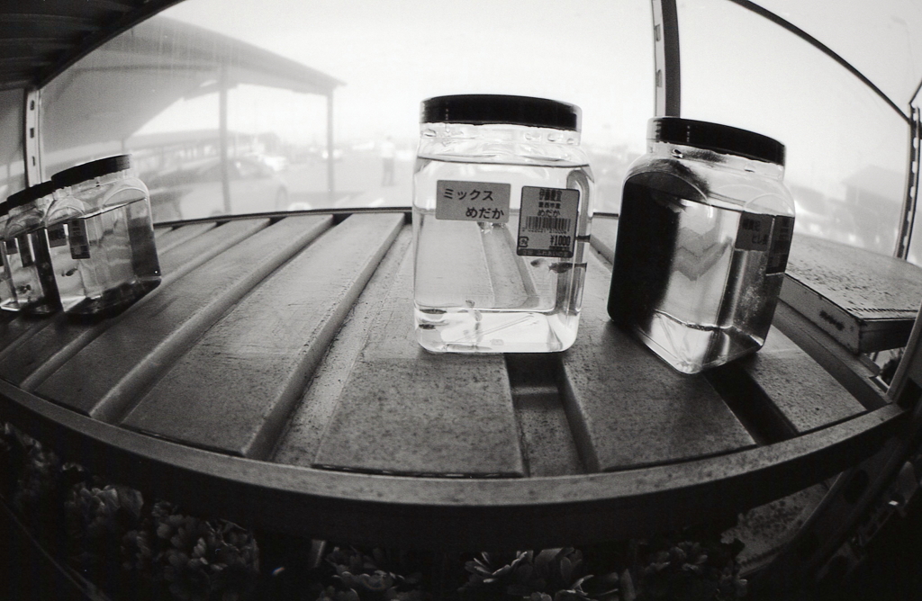 メダカも売っていた。