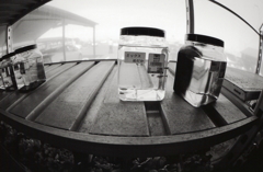 メダカも売っていた。