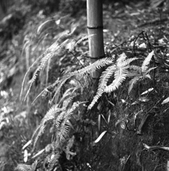 竹林の影にシダ