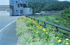 花の導線