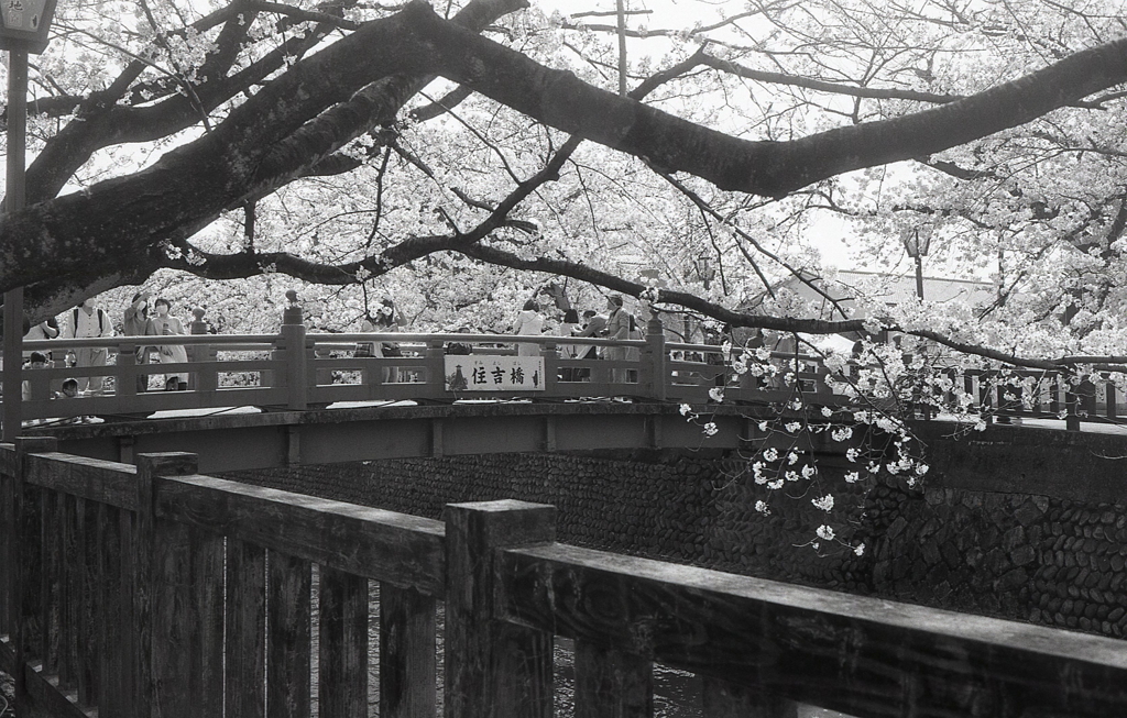 賑わう住吉橋