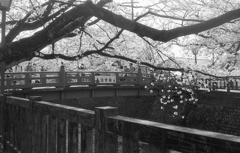賑わう住吉橋