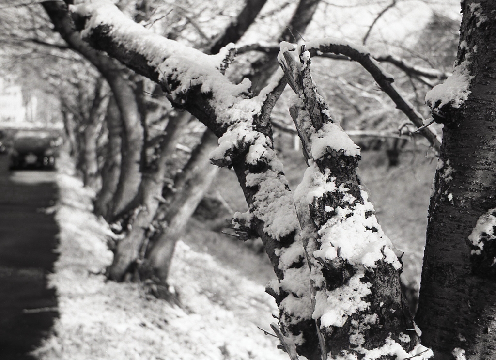 桜につもる雪模様