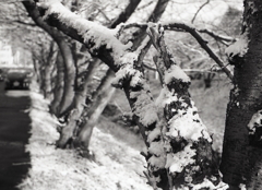 桜につもる雪模様