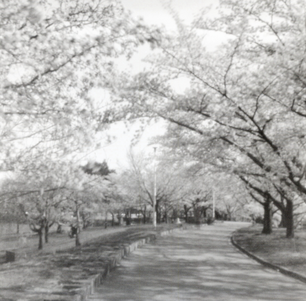 ピンホールの桜みち　～落合公園にて