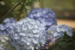 温室の紫陽花