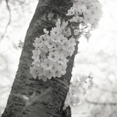 桜のハイキーモノクロで…