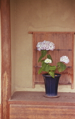 東屋に紫陽花の鉢