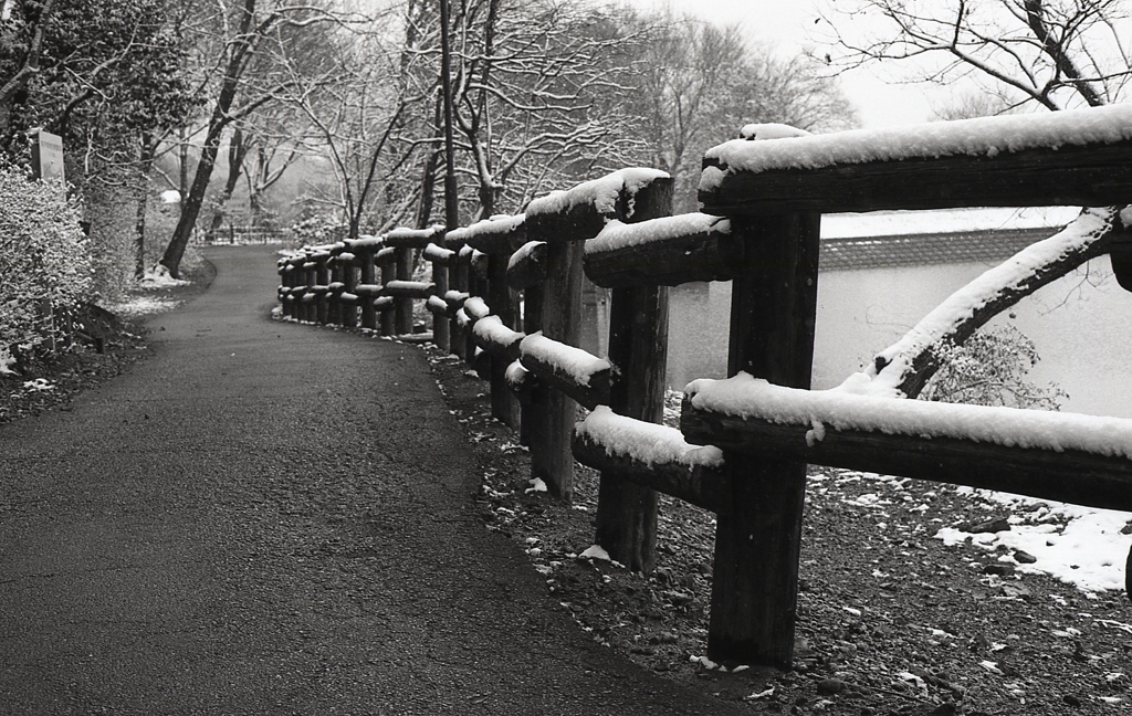 雪降る植物園を歩く