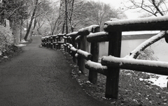雪降る植物園を歩く