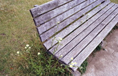 ハルジオンの咲くベンチ　～水無月の自転車散歩