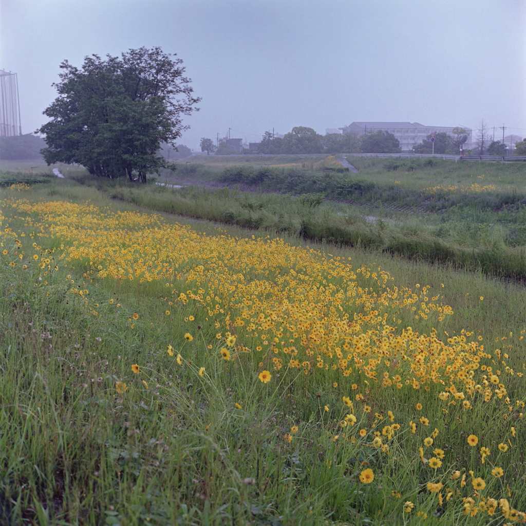 黄色咲き乱れる梅雨時の内津川風景