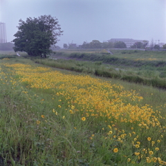 黄色咲き乱れる梅雨時の内津川風景