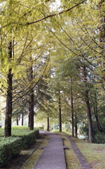 息を深く吸い込みながら歩き出す遊歩道