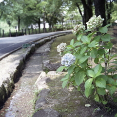 紫陽花の散歩道　～夏の涼感